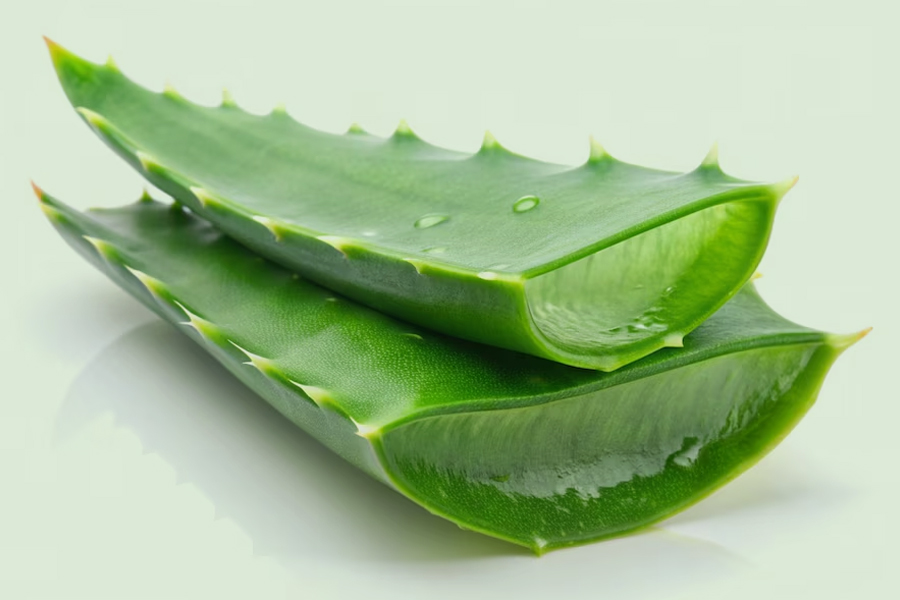 care tips for aloe vera plant