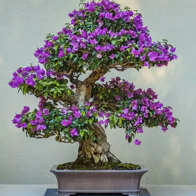 how to grow jacaranda bonsai tree at home