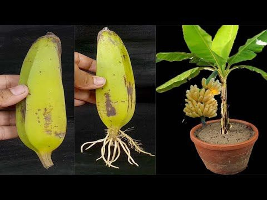 how to grow banana