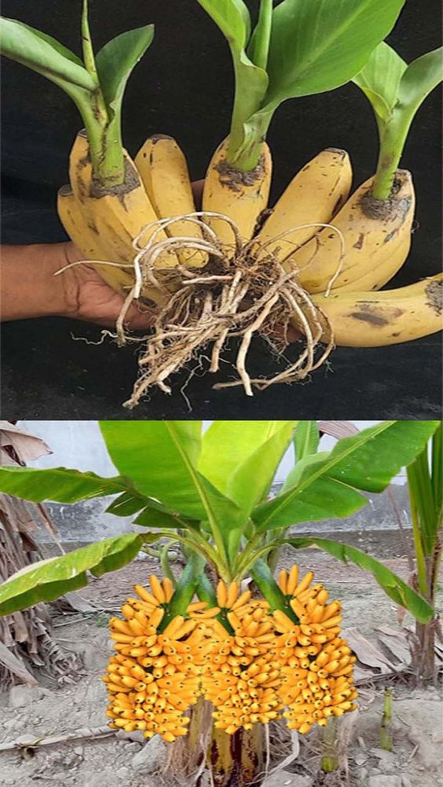tips to grow banana plant