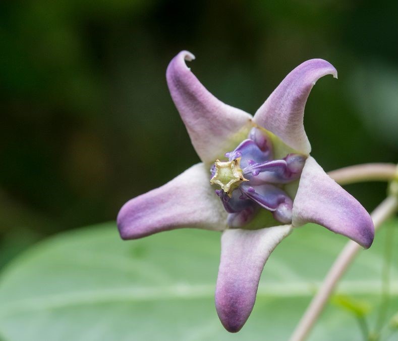 Is It Auspicious To Plant Madar Tree In Front Of Your Home? Here's What
