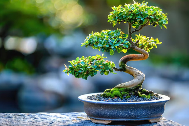 Additional Tips To Take Care Of Bonsai Plant