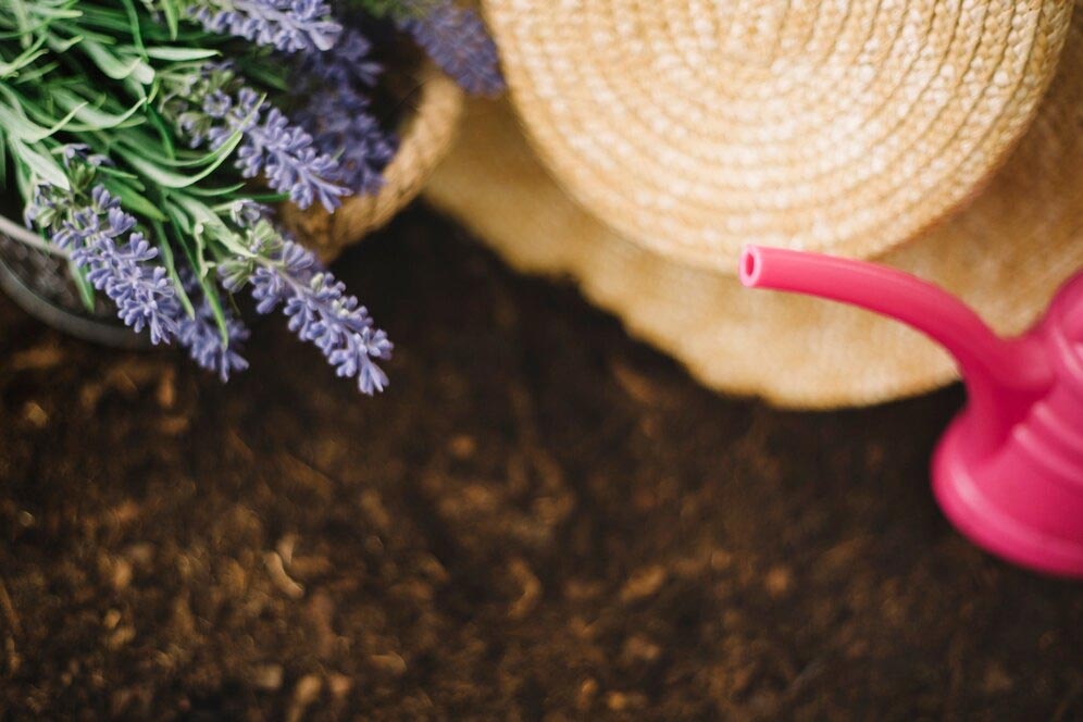 Steps To Grow Lavender Plants From Seeds