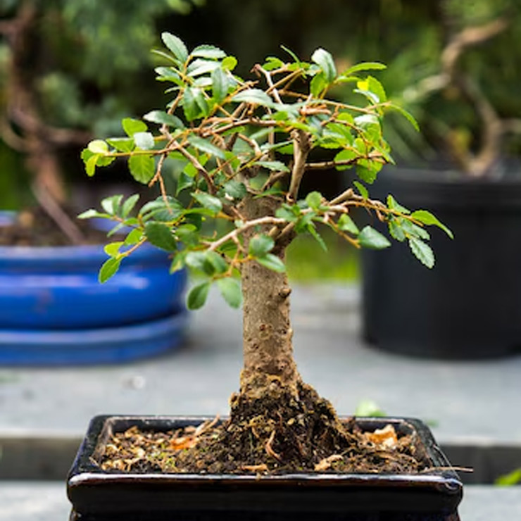 Karwa Chauth 2024 WhatsApp Status