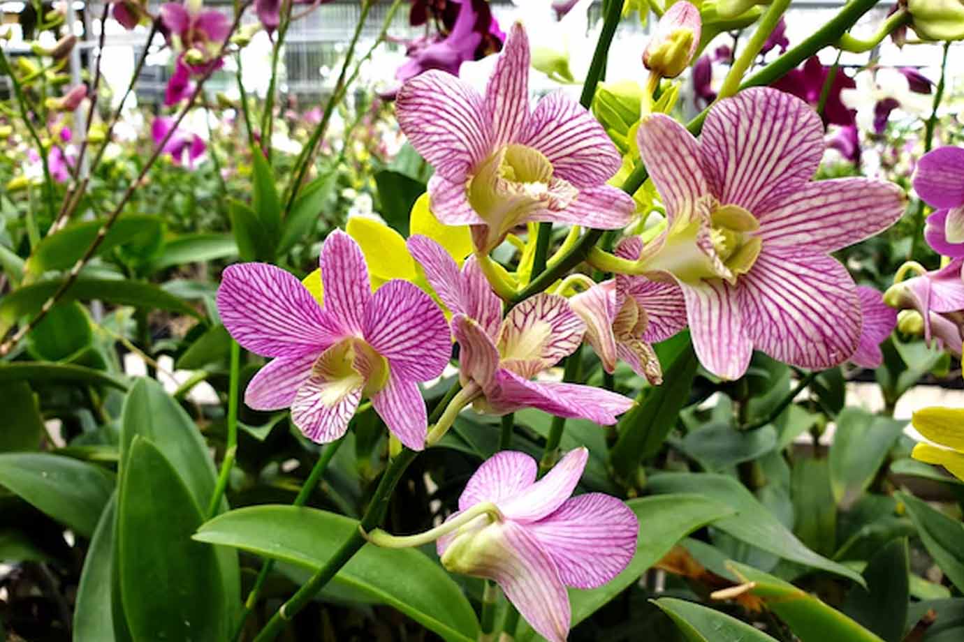 Orchids