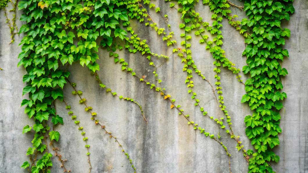 take care of creeper plants