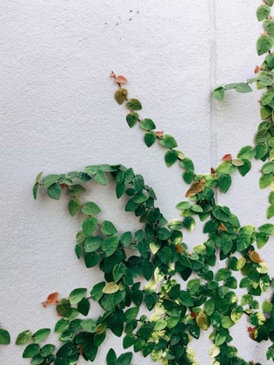 tips to take care of creeper plants