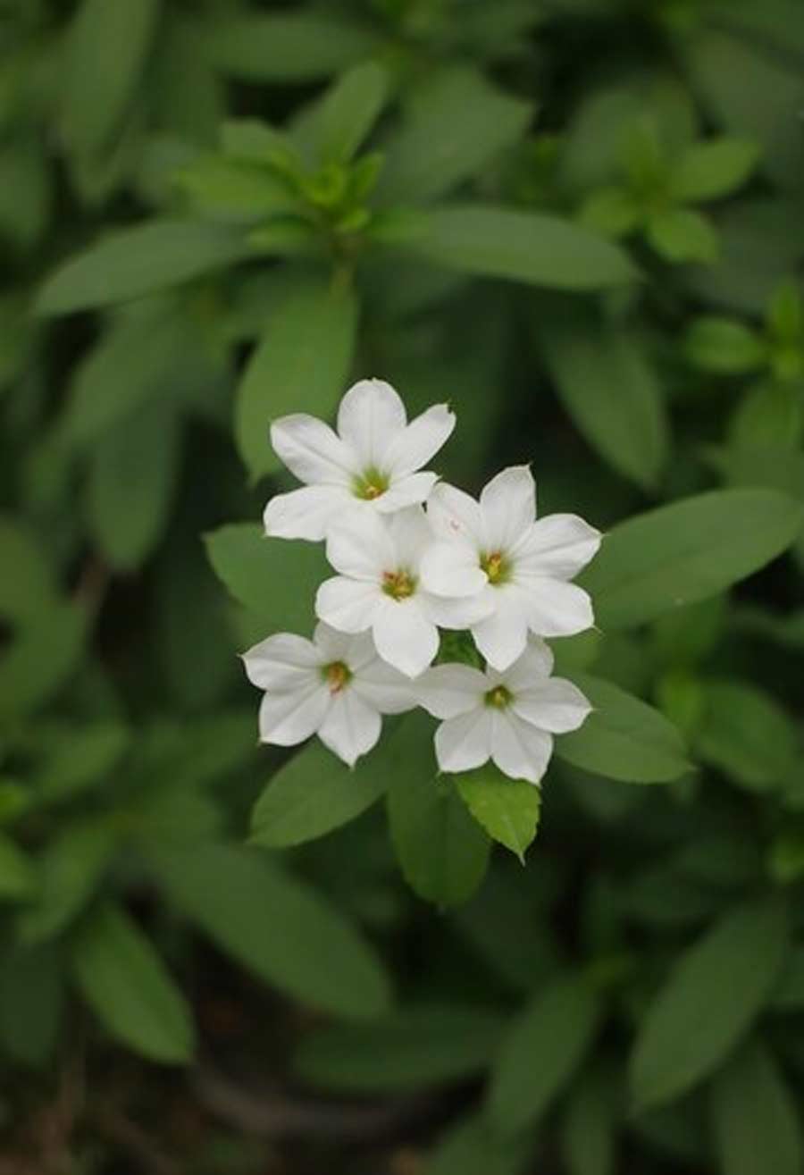 how to grow jasmine plant at home