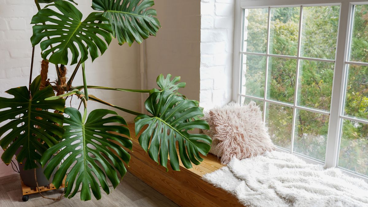 Vastu Benefits Of Monstera Plants