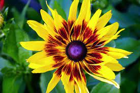 gazania
