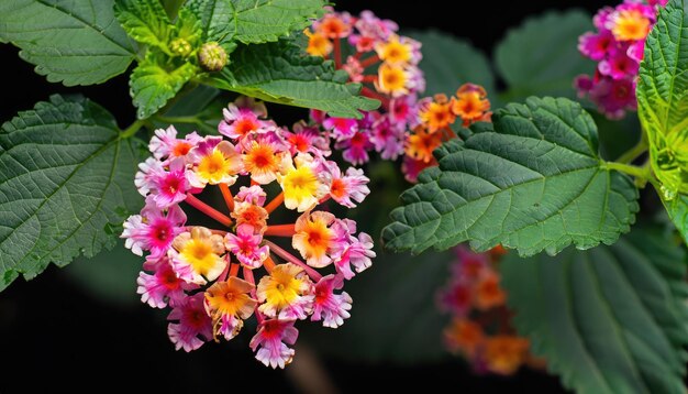 lantana