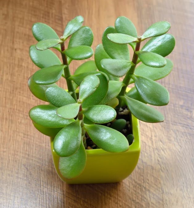 Keep Jade Plant In South Direction