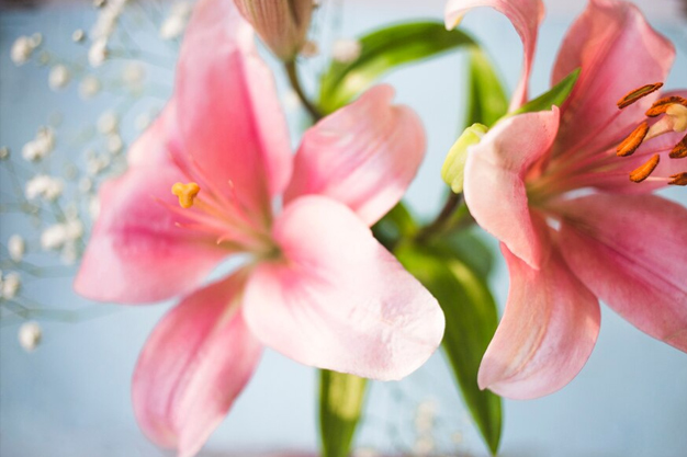 grow lily plant at home garden