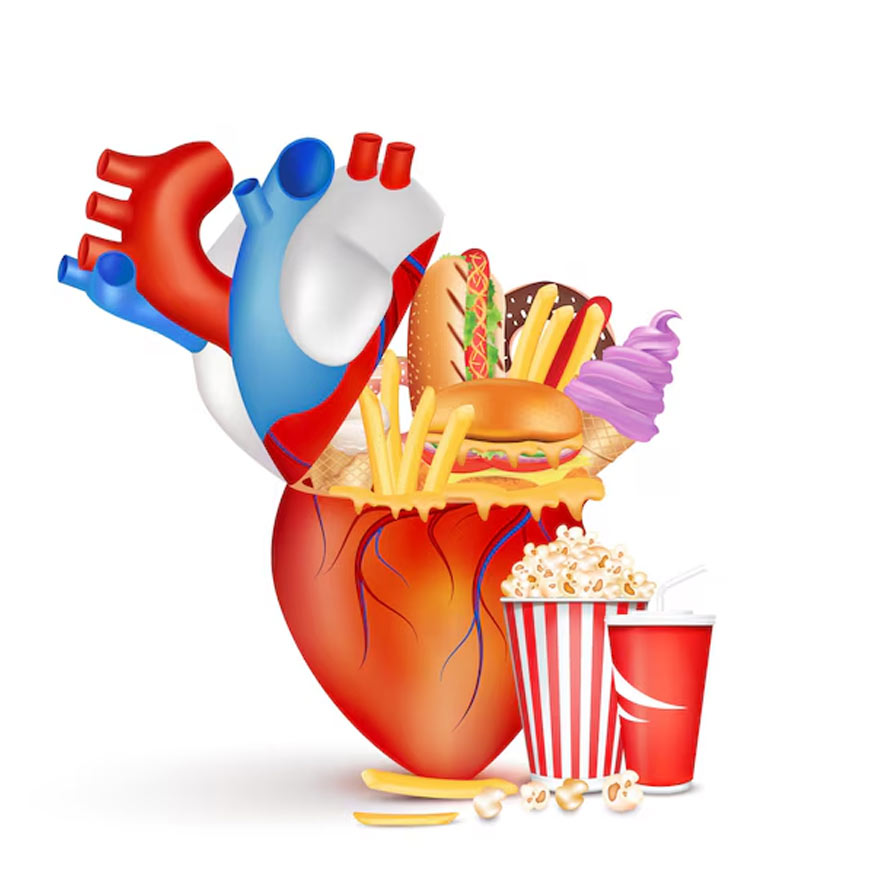 Impact Of Gut Bacteria On Cholesterol Levels
