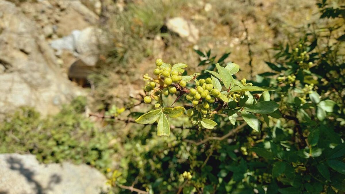 Benefits Of Keeping Prickly Ash Plant At Your Home