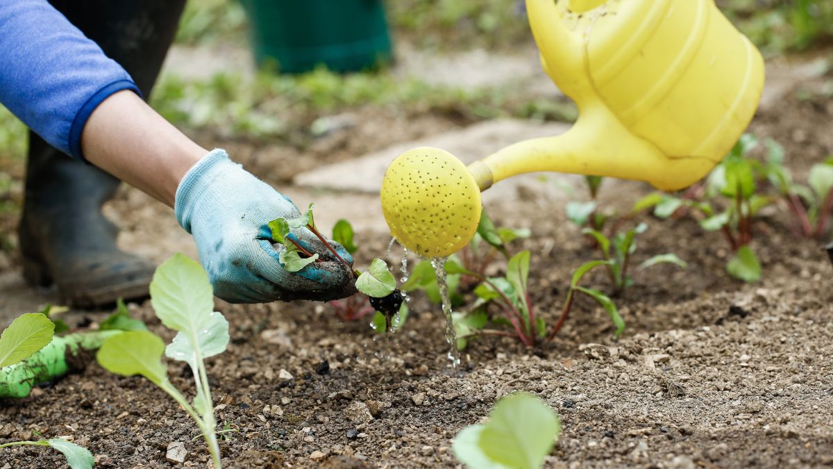 5+ Homemade Liquid Fertilisers For Your Plants