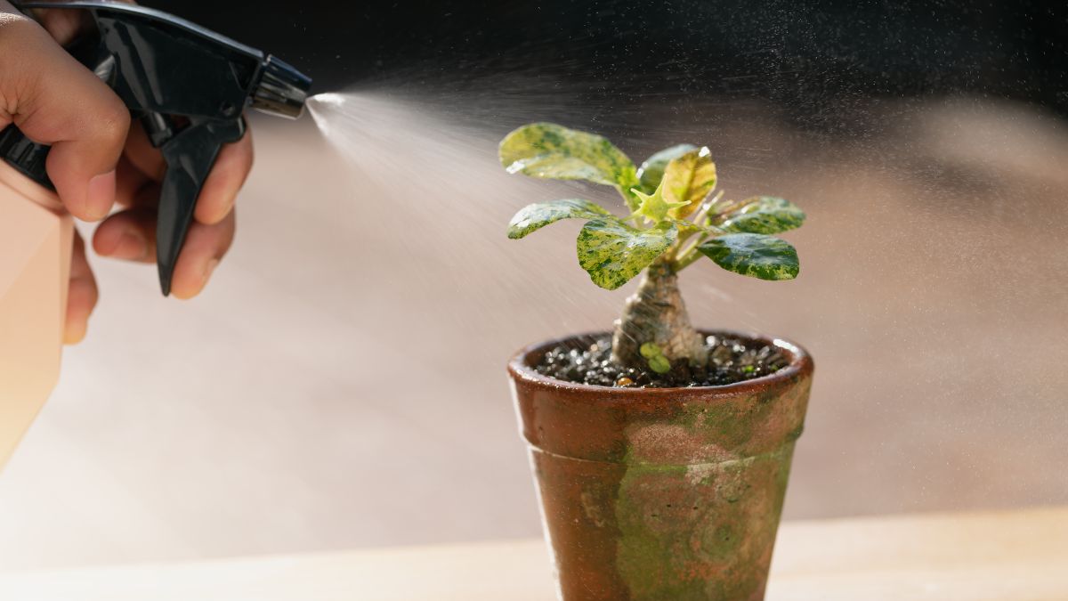 Homemade Liquid Fertilisers For Your Plants