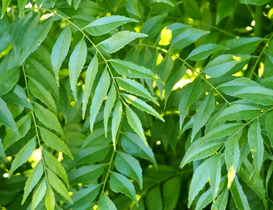 How To Take Care Of Curry Patta Plant At Home