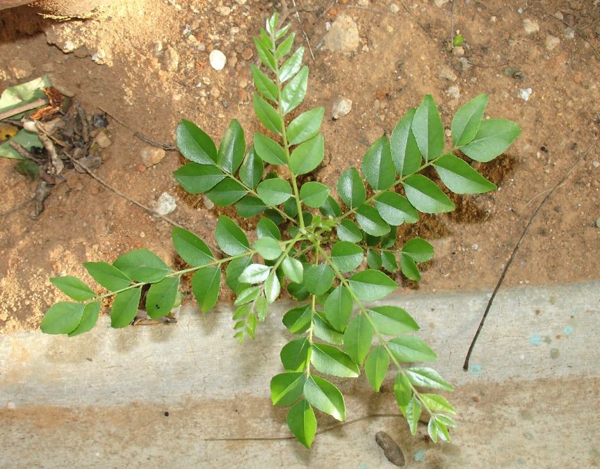 tips To Take Care Of Curry Patta Plant At Home