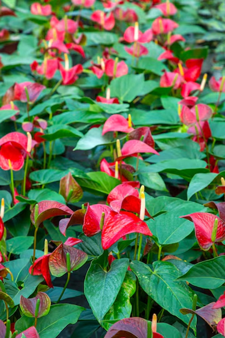 How To Grow Flamingo Flowers From Seeds In 7 Steps