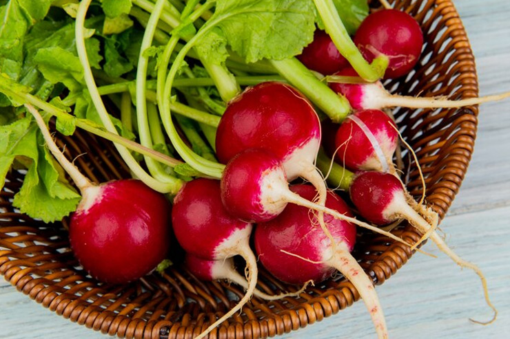 how to grow radish in bottle gardening