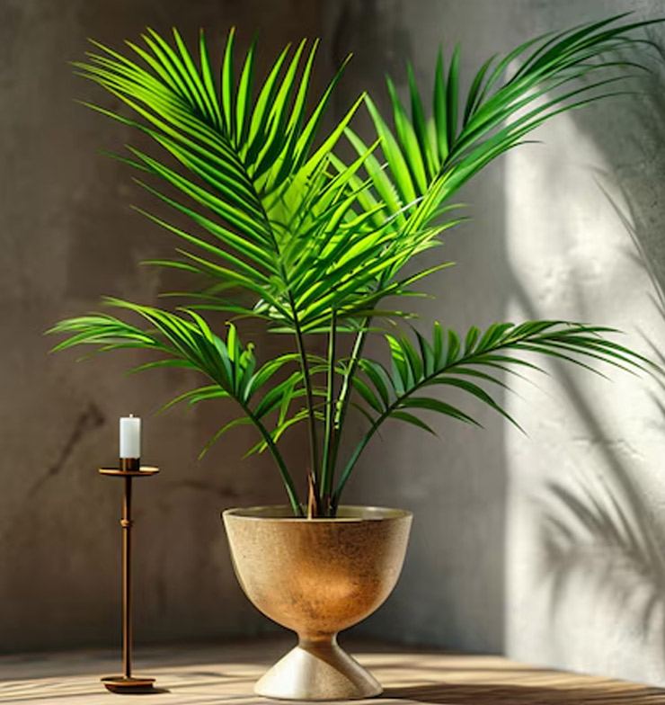 Right Direction For Areca Palm Plant As Per Vastu
