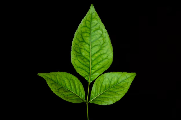 Right Direction For Bel Patra Plant As Per Vastu