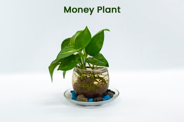 Right Direction For Money Plant As Per Vastu