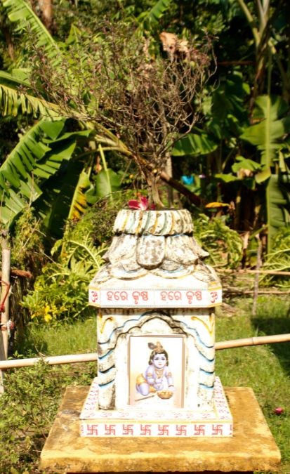 Why Should You Plant Tulsi In Your Courtyard