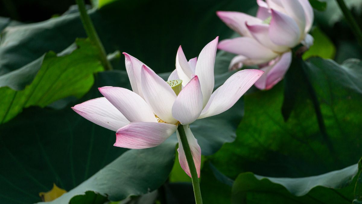 Lotus (Padma)