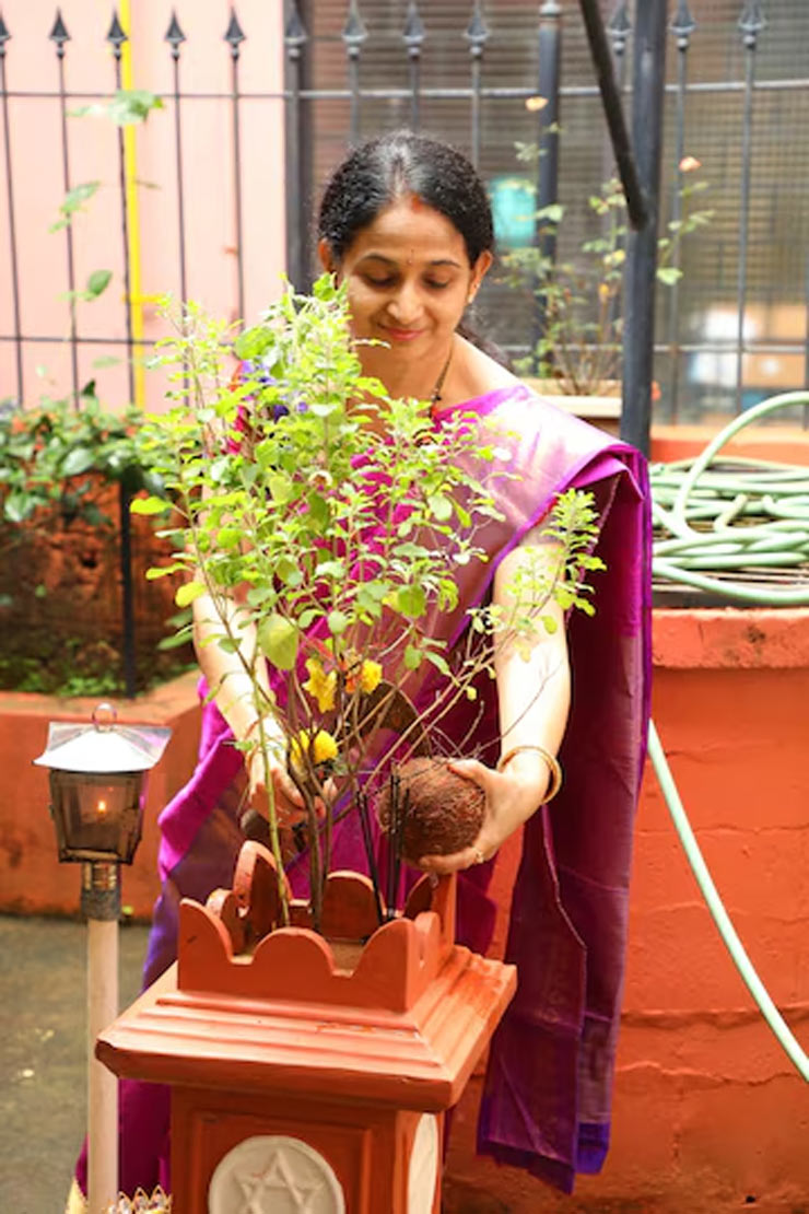 What Should You Offer To Tulsi Plant, As Per Astrology