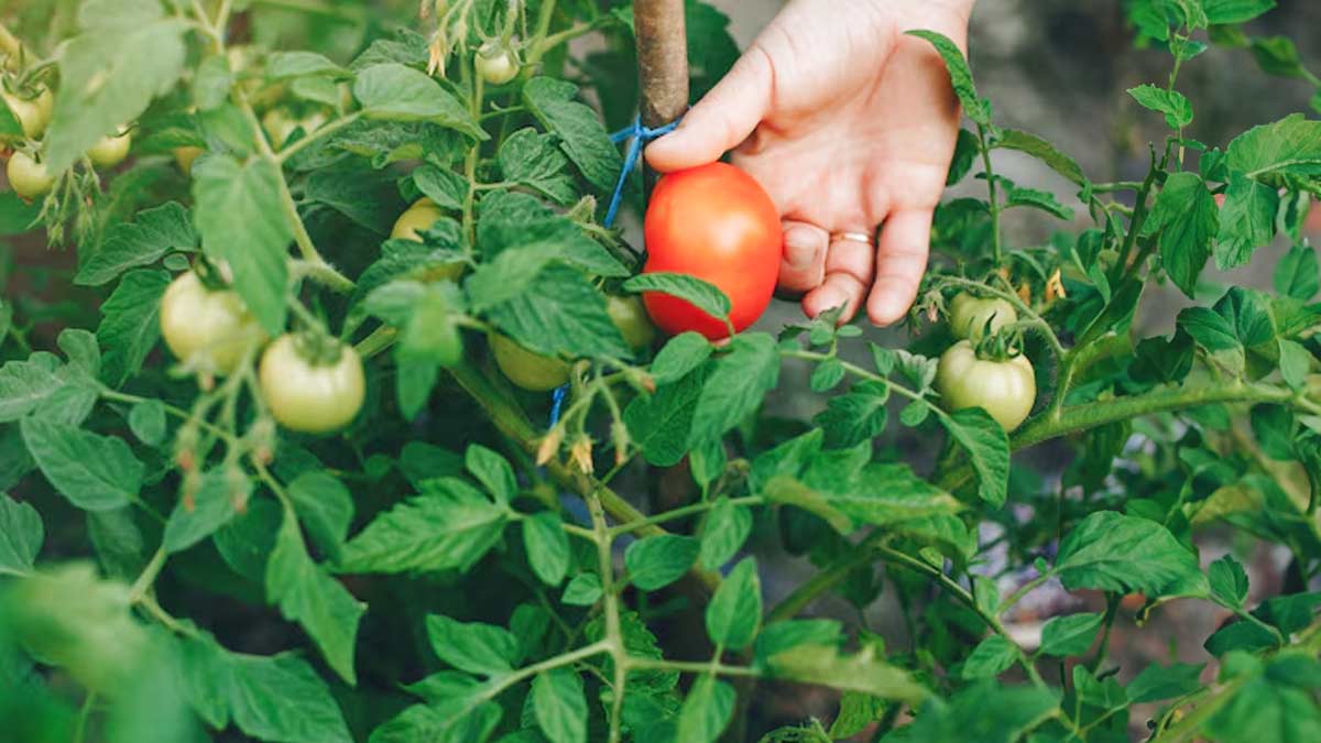 Winter Gardening: 6 Easy Tips To Take Care of Your Tomato Plants