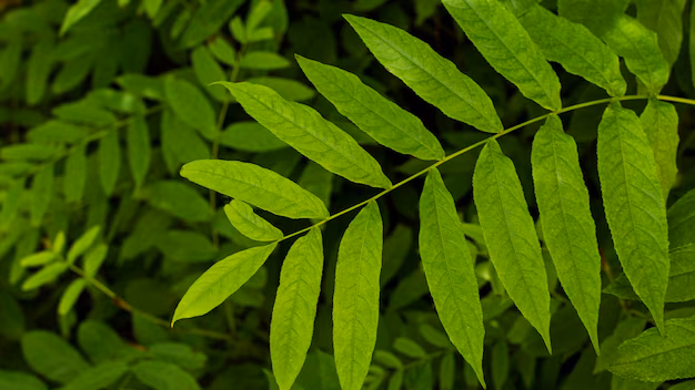 neem leaves