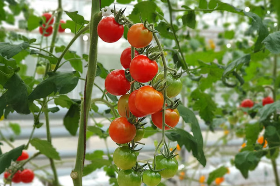 winter care for tomatoes