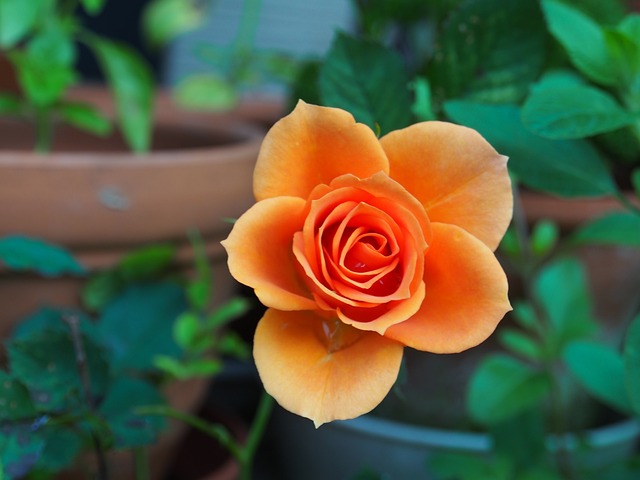 orange rose