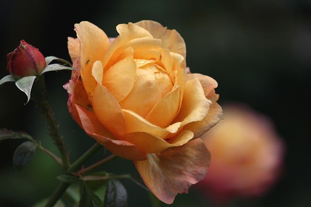 yellow rose