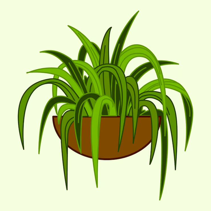 care tips for snake plant
