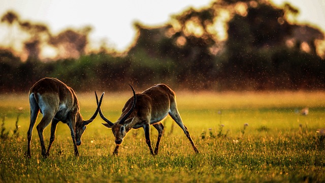 jim corbett