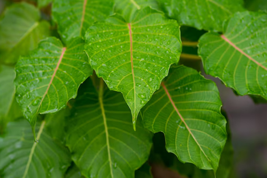 Vastu Tips For Kalpavriksha