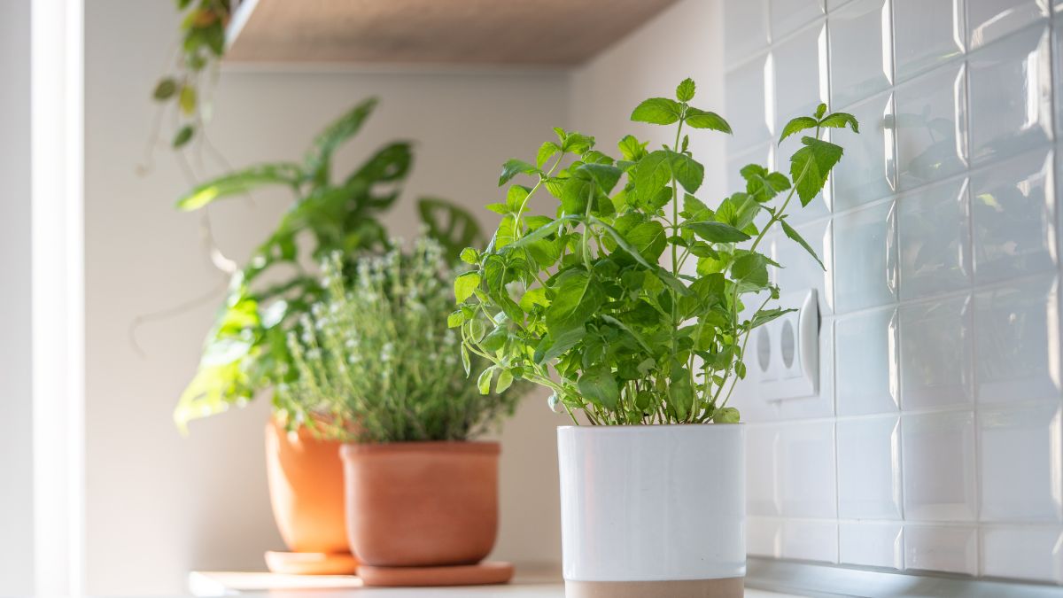 Top 5 Herbs To Grow In Small Pots