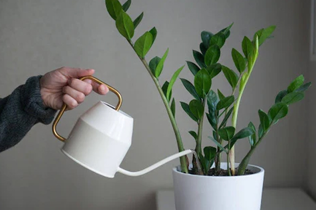 Benefits of Growing ZZ Plants