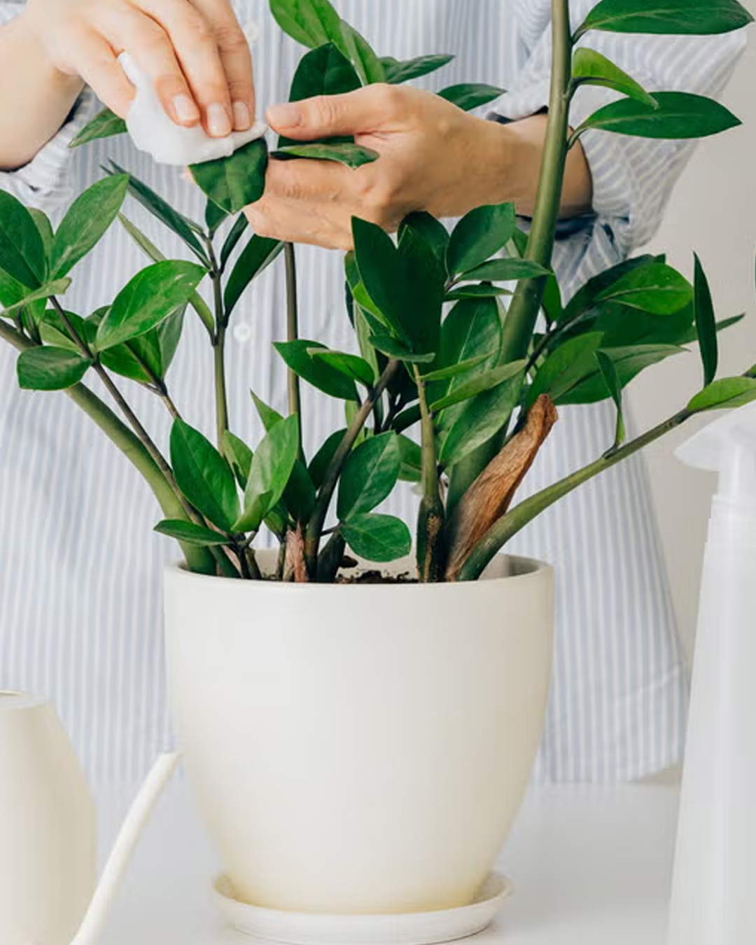 Benefits of Growing ZZ Plants In Your Home