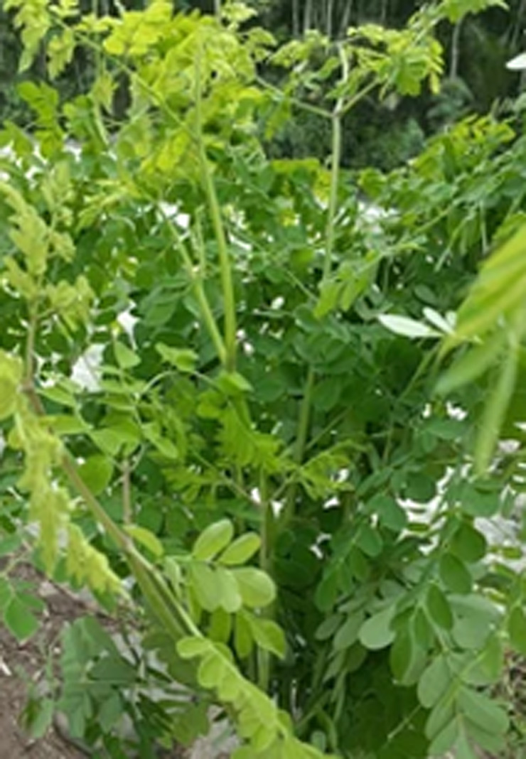 Moringa Plant -  care tips