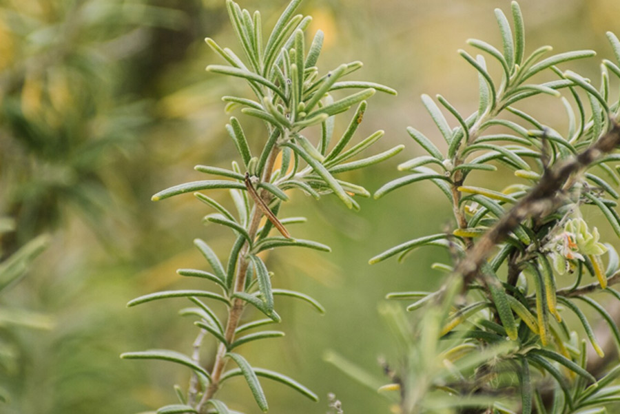 how to grow rosemary in water