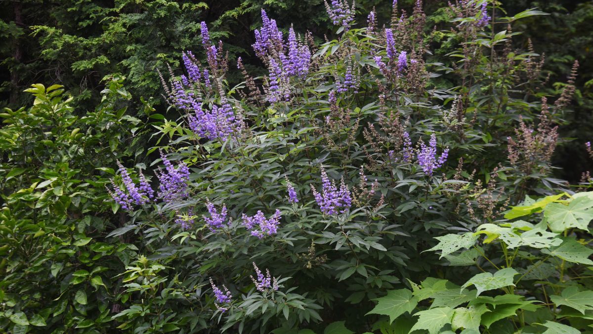 Nirgundi Health Benefits