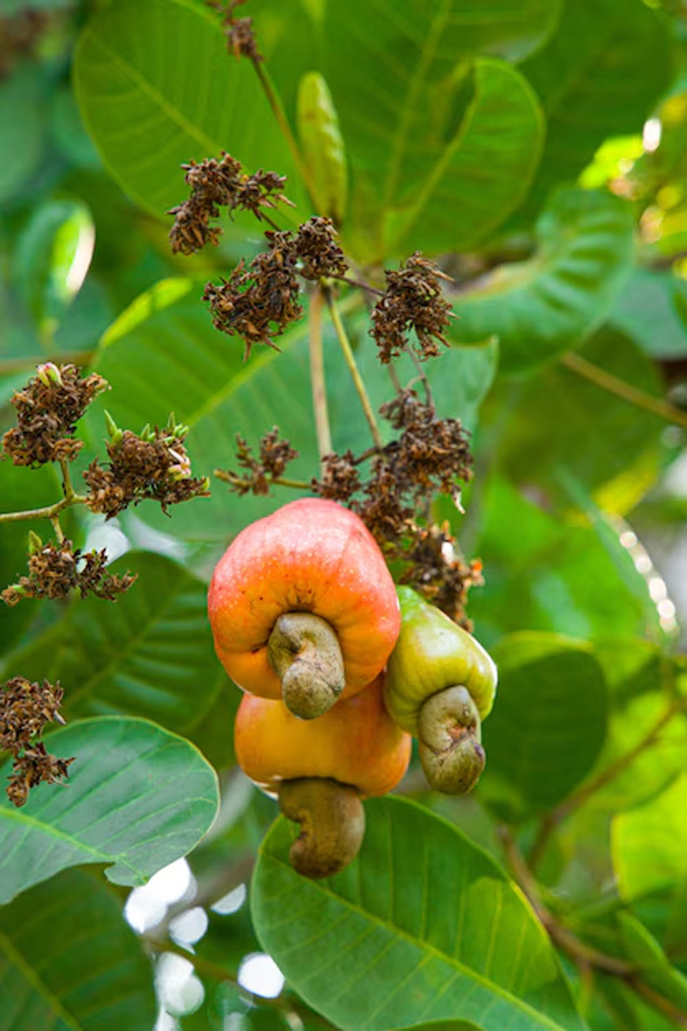 how to grow cashew tree at home