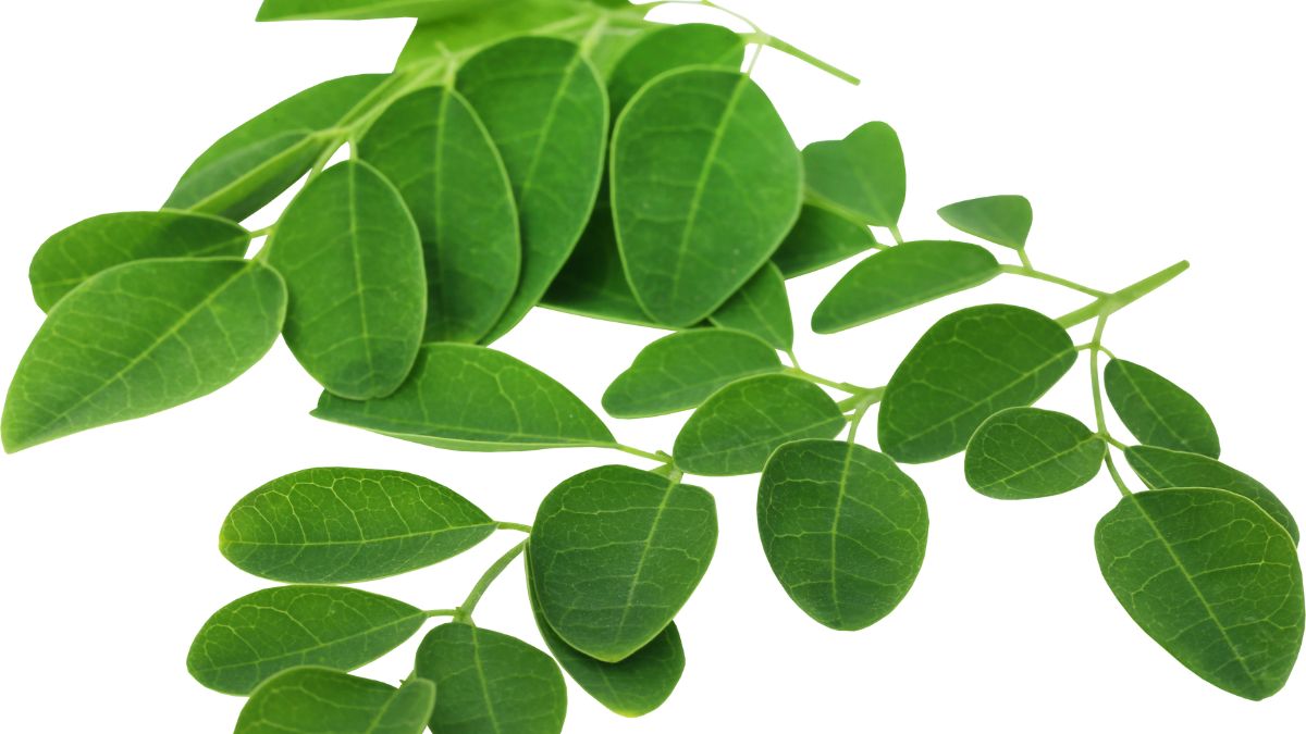 How to Use Drumstick Leaves