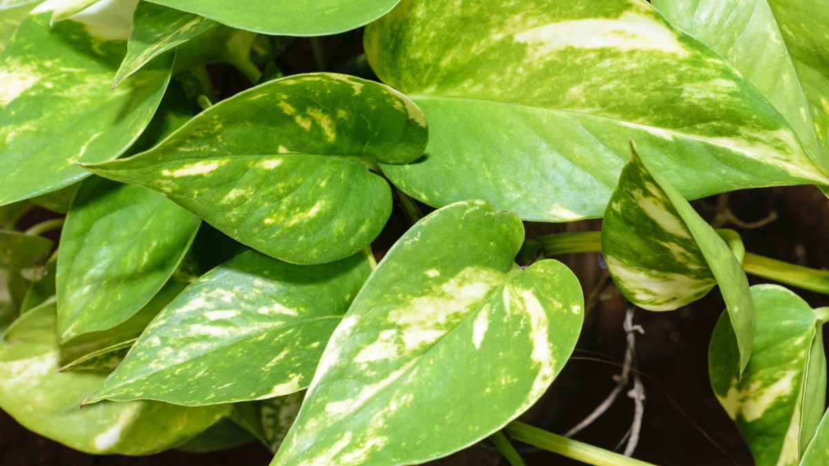 Vastu Tips For Money Plant