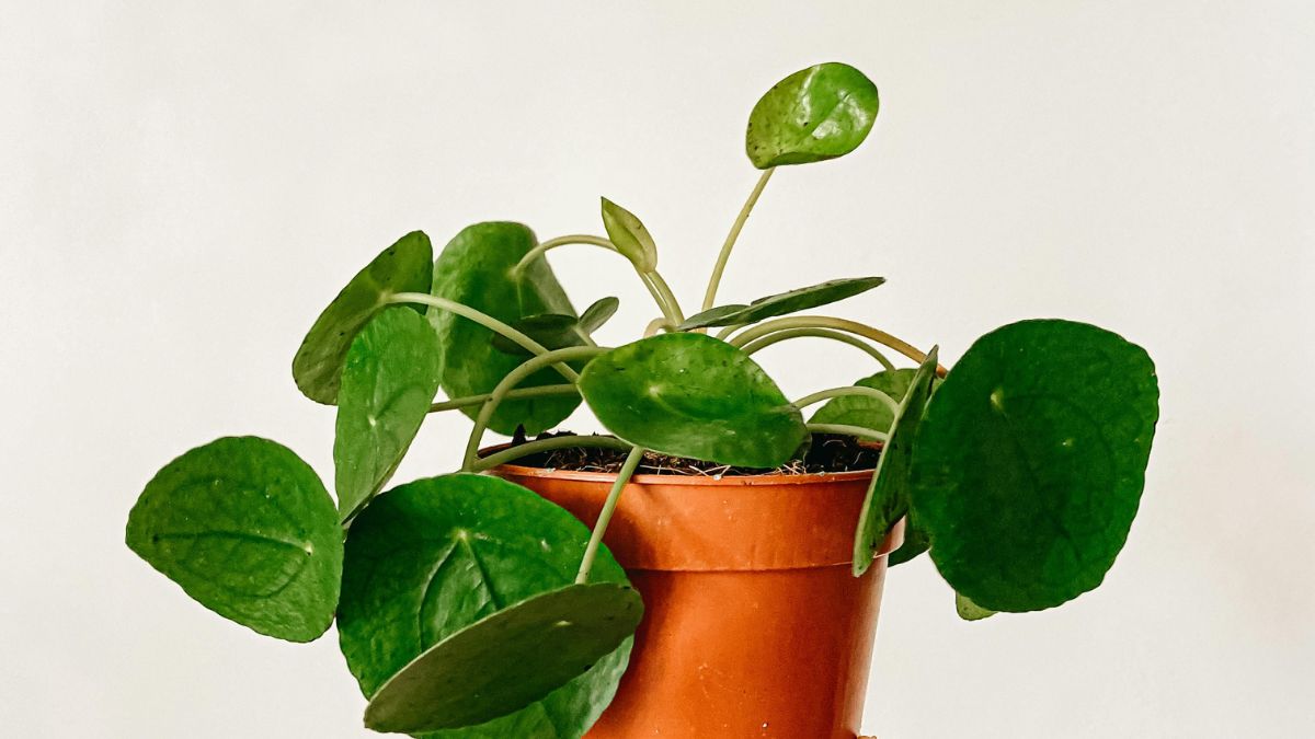 Vastu Tips For Money Plant At Home