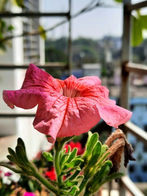 hibiscu in balcony